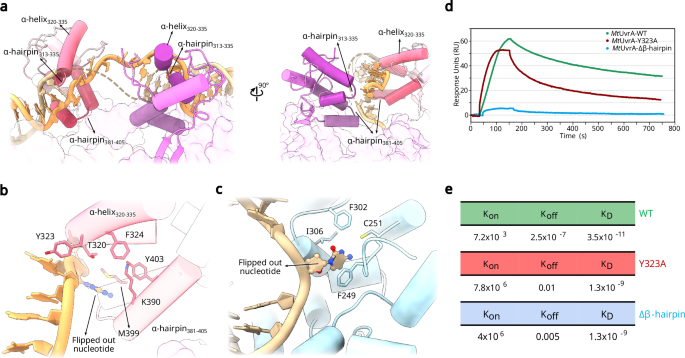 Fig. 3: Roles of MtUvrA IDs in DNA clamping and characterization of the damaged-dsDNA binding activity of the wild type enzyme and mutated variants.