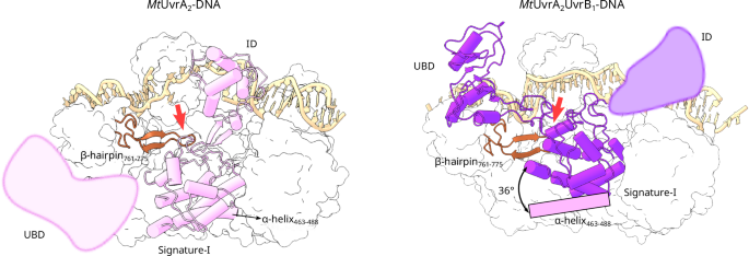Fig. 4: MtUvrA conformational switch upon MtUvrB binding.