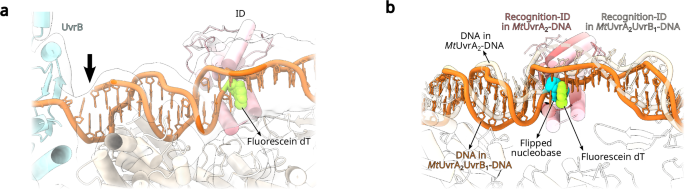 Fig. 5: Detailed views of the DNA lesion within the MtUvrA recognition-ID.