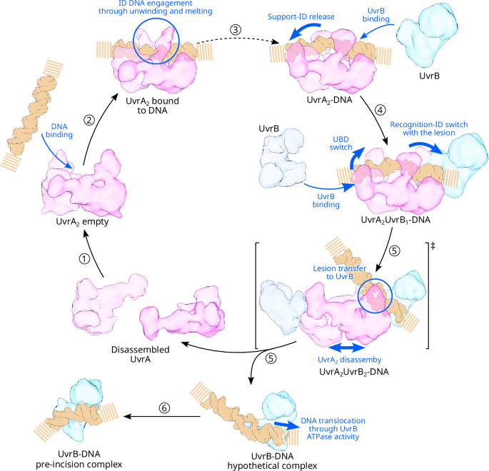 Fig. 7: Model for the molecular events bridging the damage identification operated by UvrA-UvrB and pre-incision complex formation.