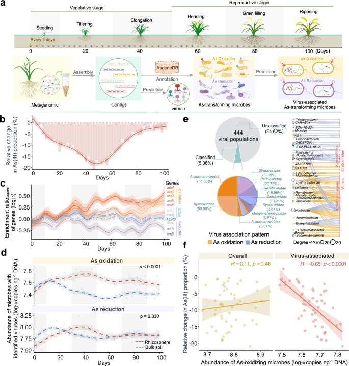 Fig. 1: Overview of As biotransformation, As-transforming genes, As-transforming microbes and As-transforming microbes with identified viruses in the rhizosphere and bulk soil.