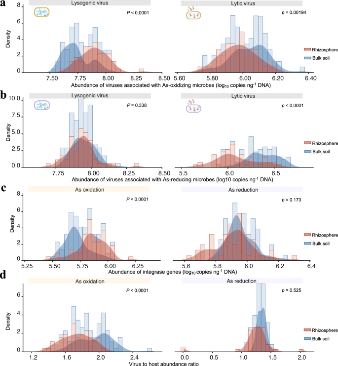 Fig. 2: Lifestyle of viruses associated with As-transforming microbes in the rhizosphere and bulk soil.