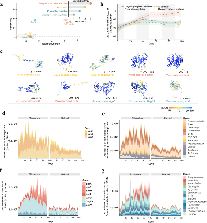 Fig. 3: Profiles of AMGs and corresponding host microbes in the rhizosphere and bulk soil.