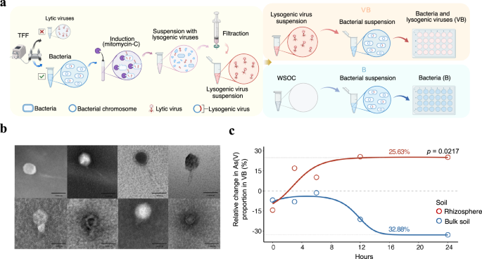 Fig. 6: The validation of viral lysogeny in the rhizosphere facilitating microbial As oxidation.
