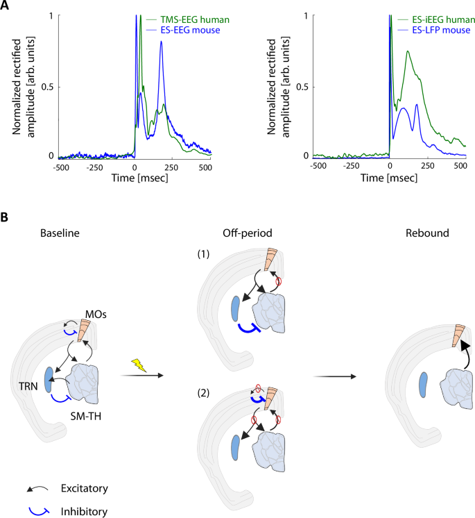 Fig. 5: Similar mechanisms in mouse and human explain the evoked responses following invasive and non-invasive stimulation.