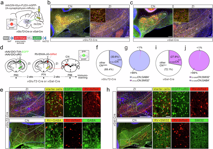 Fig. 1: Anterograde and retrograde tracings of CNGLU → ZI and CNGABA → ZI circuits.