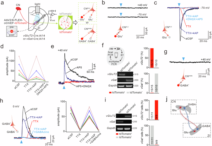 Fig. 2: CN axons in ZI form monosynaptic glutamatergic and GABAergic synapses.
