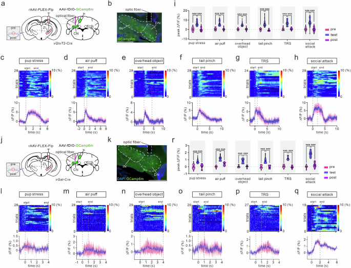 Fig. 3: ZI-GABACNGLU and ZI-GLUCNGABA neurons are activated by acute stress.