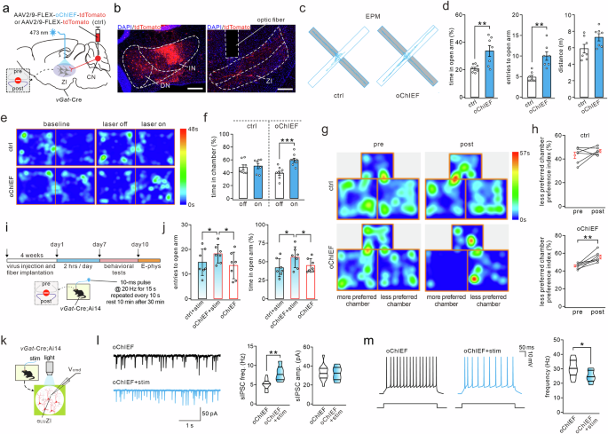 Fig. 6: Photoactivation of CNGABA → ZI circuit reduces anxiety and induces reward.