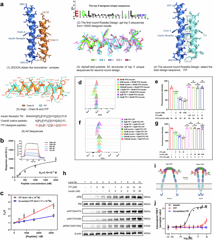 Fig. 2: Design and characterization of allosteric peptide that binds to the transmembrane domain of insulin receptor (IR-TM).