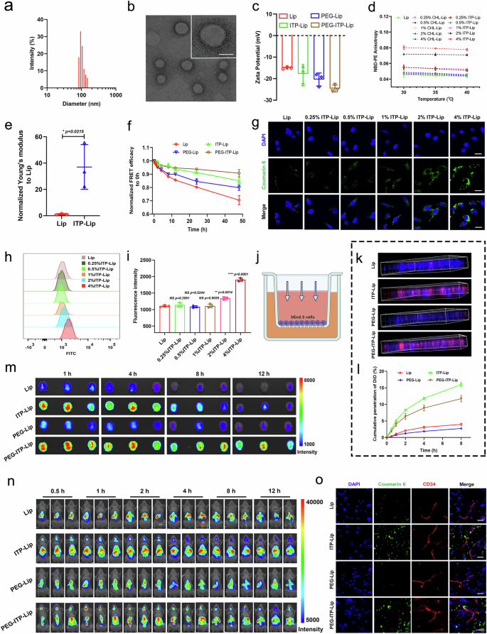 Fig. 3: Characterization of allosteric peptide-modified liposomes and their penetration through the blood-brain barrier.