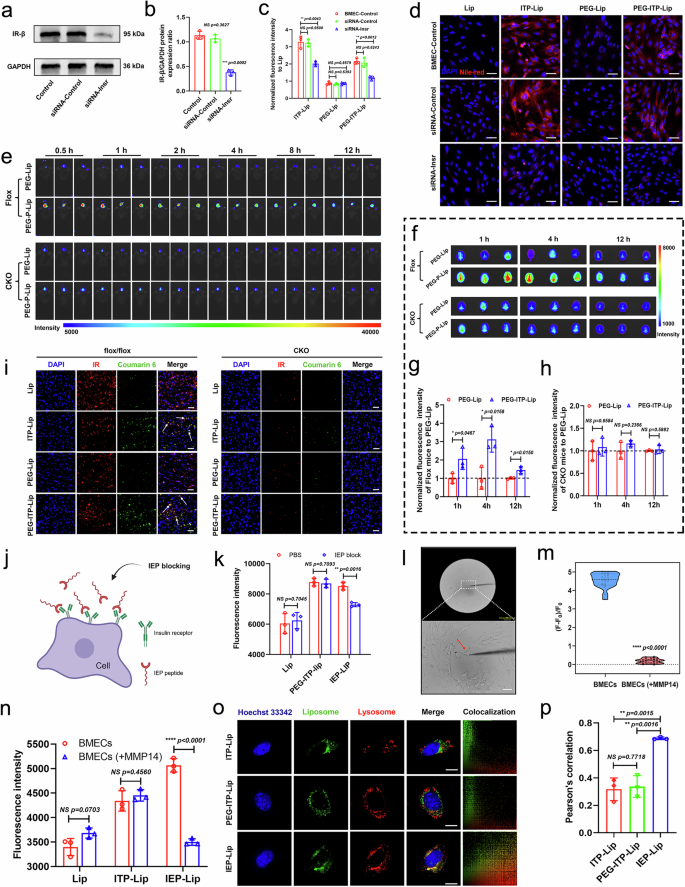 Fig. 4: Evaluation of the mechanism by which allosteric peptide recognizes IR-TMD.