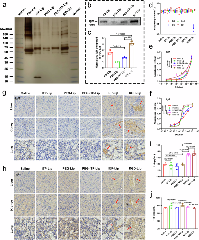 Fig. 5: Immunocompatibility of liposomes with allosteric peptide modifications.