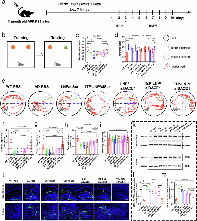 Fig. 6: Therapeutic evaluation of ITP-LNP/siBACE1 in a model of Alzheimer disease.