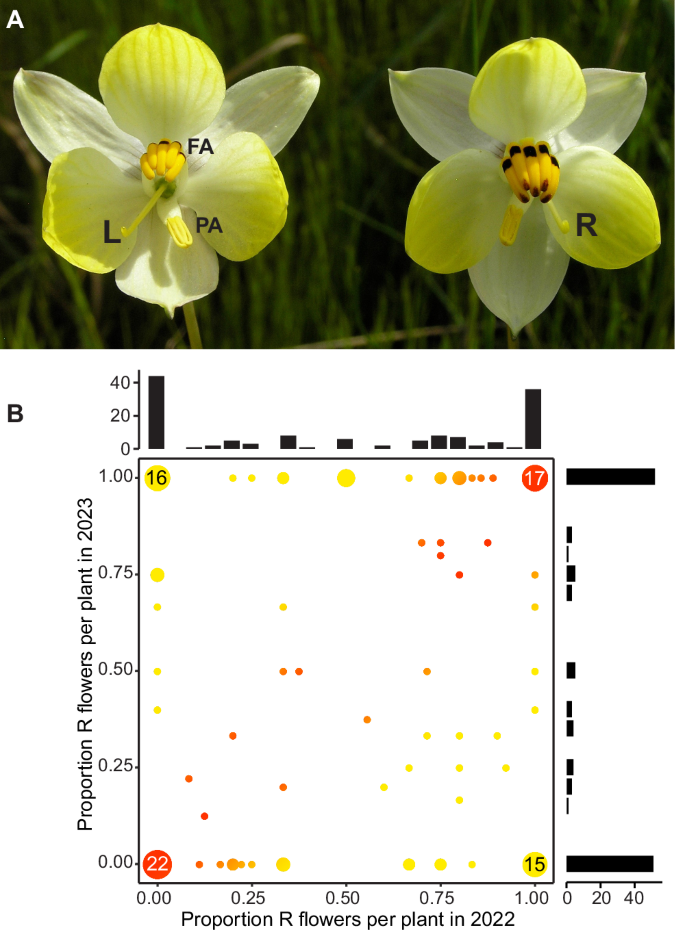 Fig. 1: Floral handedness has no simple genetic basis in C. alba.