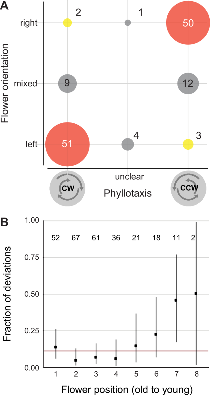Fig. 2: Direction of the phyllotactic spiral determines floral handedness in Cyanella alba subsp. flavescens.