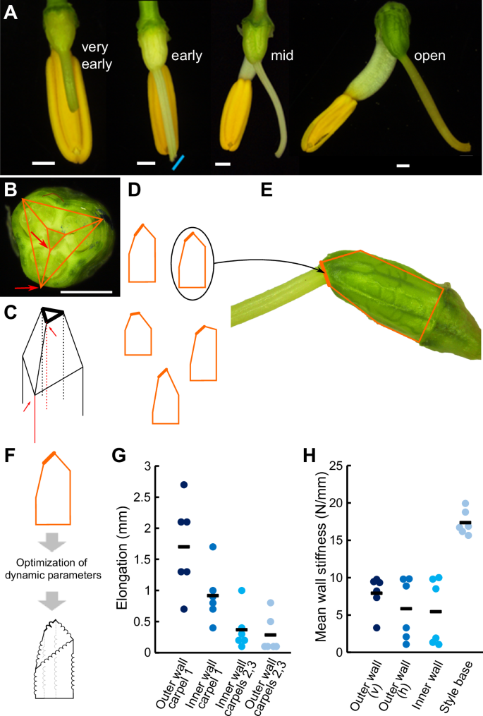 Fig. 3: Schematic of the data-driven and mechanistic models and analysis of ovaries of Cyanella alba subsp. flavescens.