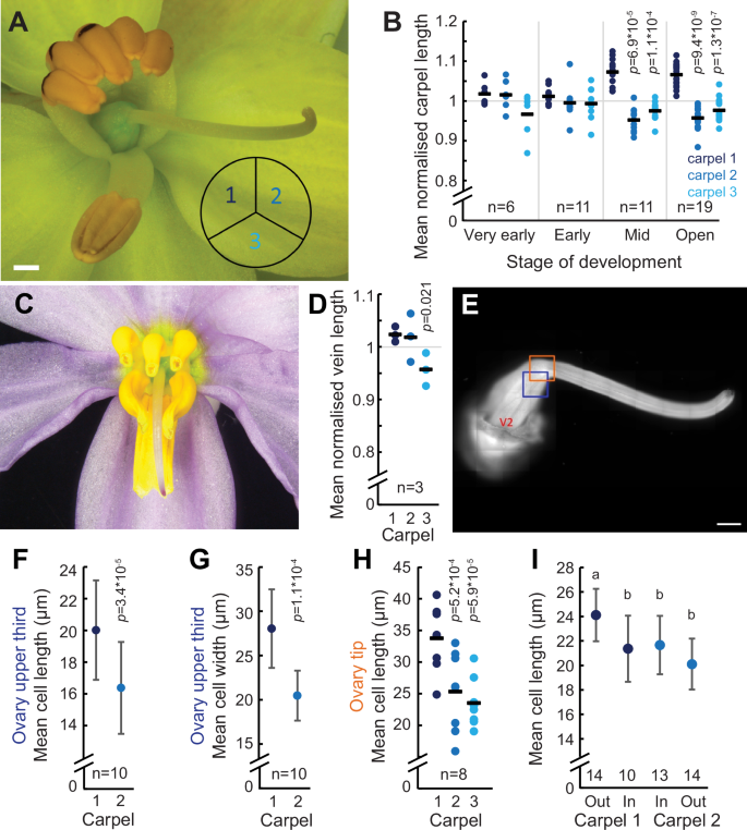 Fig. 4: Differential carpel elongation underlies style deflection in Cyanella alba subsp. flavescens.