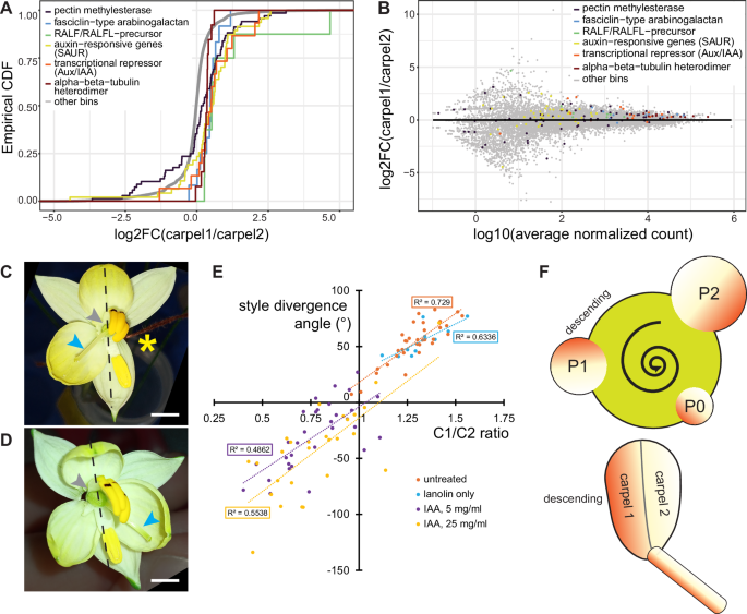 Fig. 5: Differential auxin signalling between the two adaxial carpels underlies style deflection in Cyanella alba subsp. flavescens.
