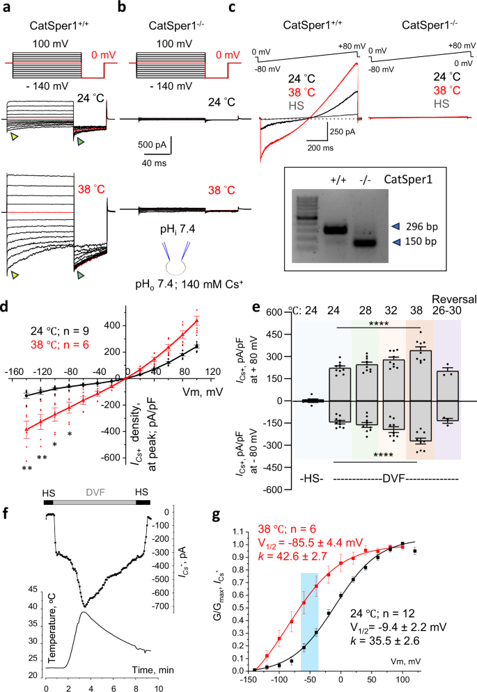 精子の動きを制御する温度スイッチを発見(Temperature-controlled switch activates sperm, is key to fertility)