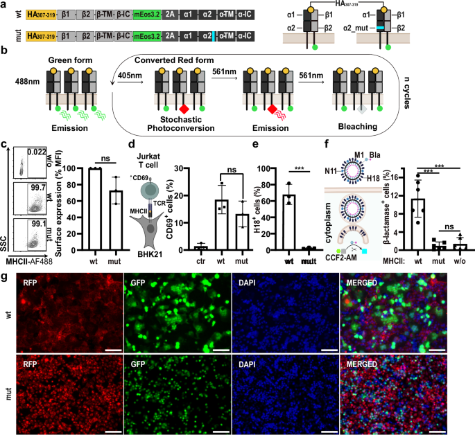 Fig. 1: Fluorescently-labeled MHCII mediates entry of bat IAV.