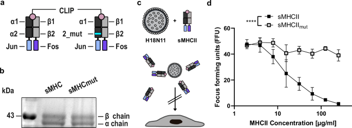 Fig. 2: Soluble, wildtype MHCII efficiently neutralizes H18N11 viral particle.