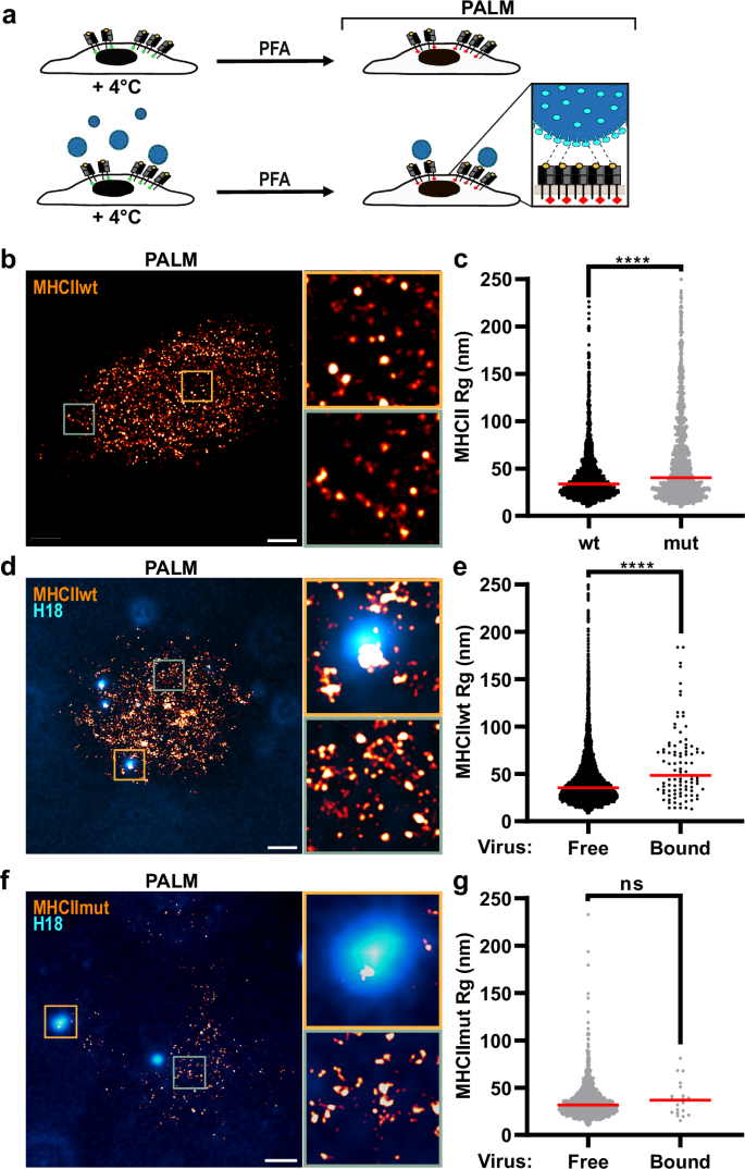 Fig. 3: Viral particles are associated with large clusters of wt MHCII but not mutant MHCII.