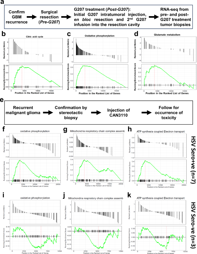 Fig. 1: Effects of oHSV treatment on mitochondria dynamics in glioma patients.