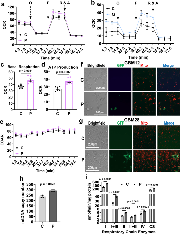 Fig. 3: Increased mitochondria activity in oHSV-infected GBM cells.