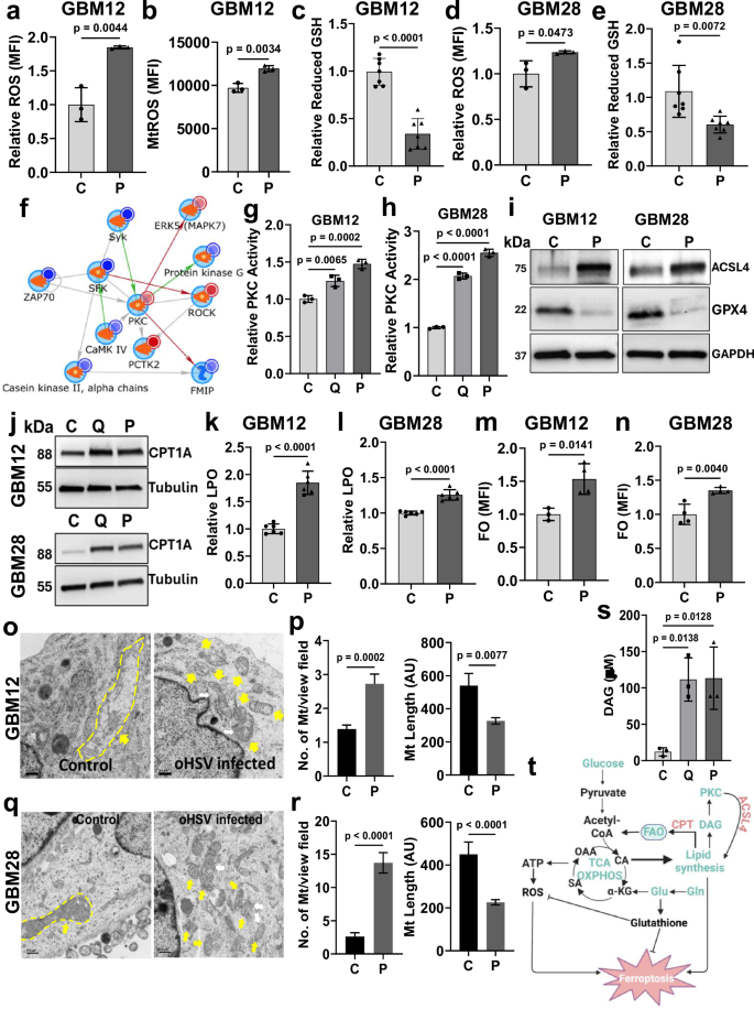 Fig. 5: Induction of ferroptotic cell death in oHSV-infected GBM cells.