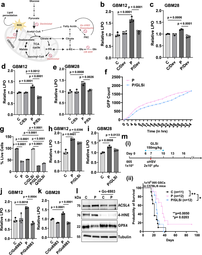 Fig. 6: Determinants of oHSV-induced ferroptosis in gliomas.