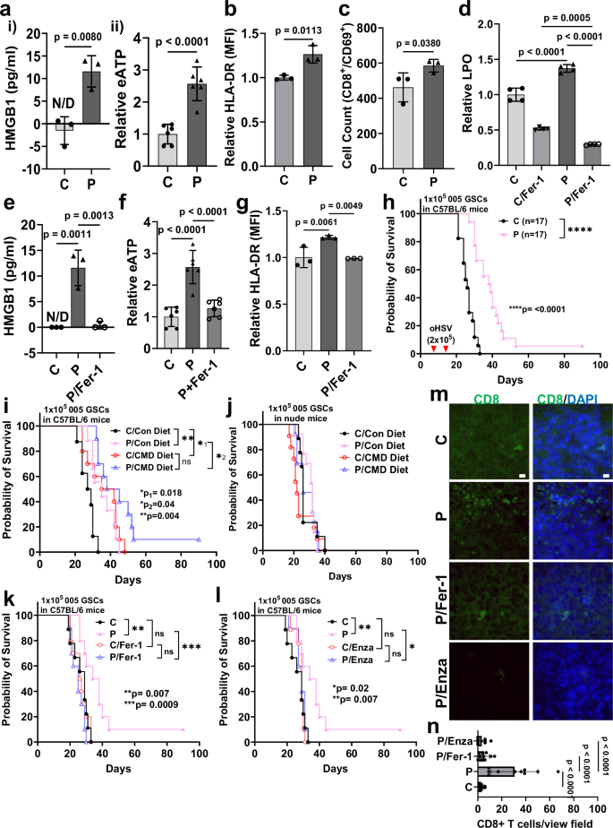 Fig. 7: oHSV-induced ferroptosis is important for anti-tumor immune therapy.