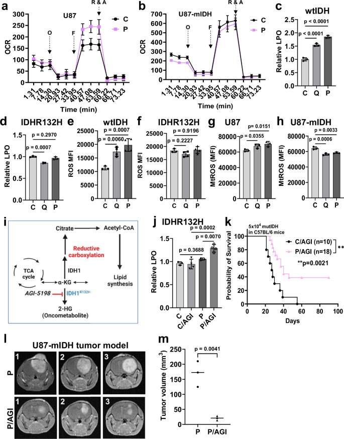 Fig. 9: Inhibition of reductive carboxylation abrogates oHSV-induced immunity.