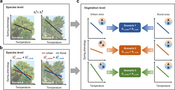Fig. 4: Conceptual diagram of how differences in the phenological responsiveness among species may affect the urban-rural variation in temperature sensitivity of spring phenology (ST) at the vegetation level.
