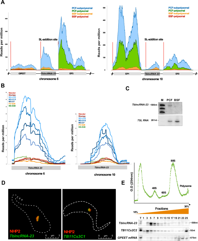 Fig. 1: Genomic, transcriptomics, and cellular localization of TblncRNA-23.
