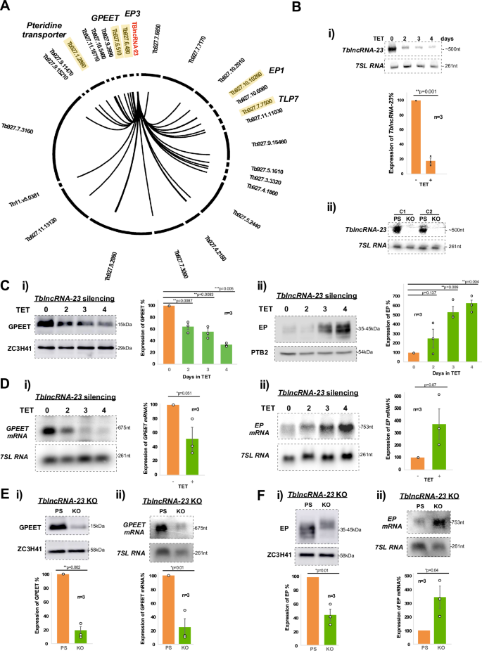 Fig. 2: EP and GPEET levels are regulated by TblncRNA-23.