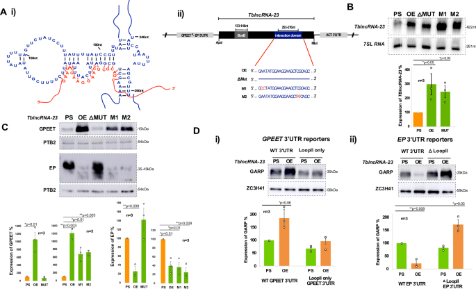 Fig. 3: TblncRNA-23 regulates the level of GPEET and EP by interacting with their 3’ UTR.