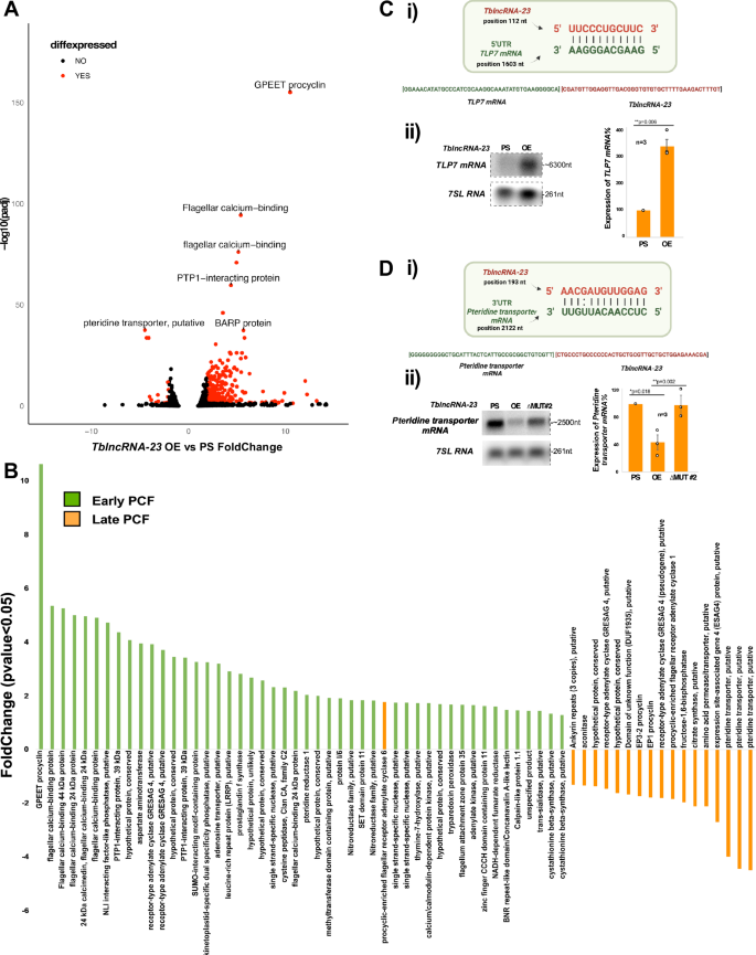 Fig. 4: TblncRNA-23 regulates gene expression involved in early to late PCF transition and interacts with its substrates via different domains.