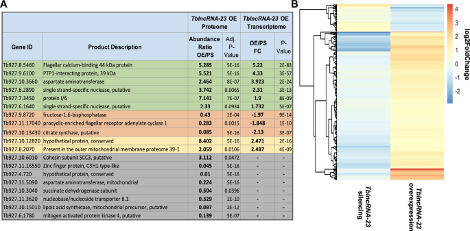 Fig. 5: TblncRNA-23 regulates its substrates at the level of mRNA stability and translation.