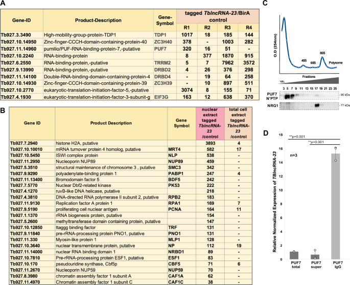 Fig. 6: RapID of tagged TblncRNA-23 identified its binding proteins and associated complexes.