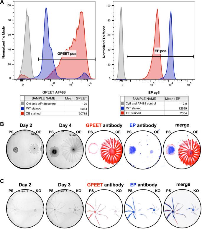 Fig. 7: TblncRNA-23 regulates social motility.