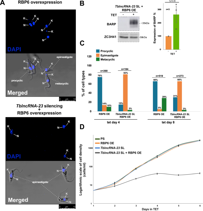 Fig. 8: TblncRNA-23 regulates the transformation into the metacyclic form.