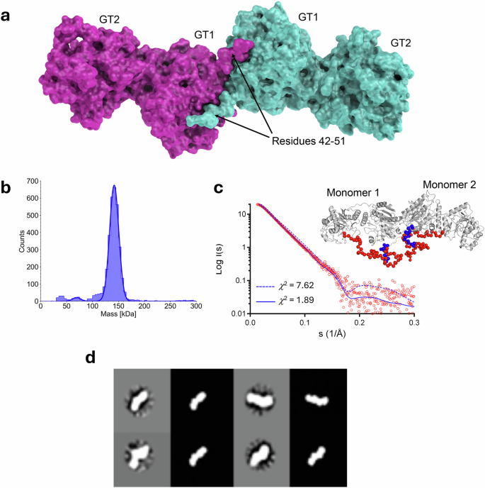 Fig. 2: GLT25D1/COLGALT1 forms stable elongated dimers.