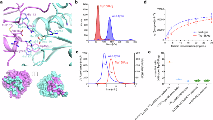 Fig. 3: Probing GLT25D1/COLGALT1 dimeric architecture and its functional significance.