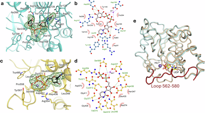 Fig. 4: Structural insights into GLT25D1/COLGALT1 enzymatic activity and assembly.