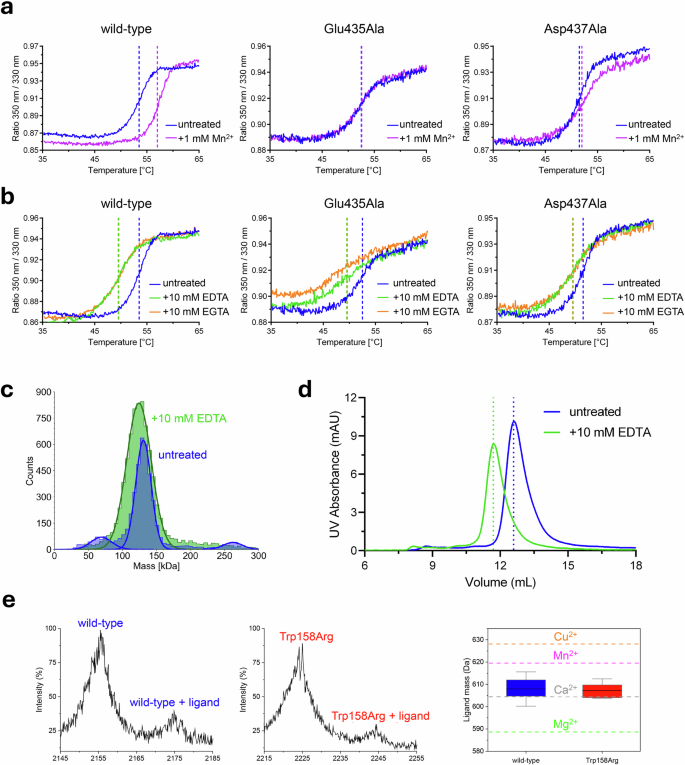 Fig. 6: Probing the structural role of metal ions and cofactors in GLT25D1/COLGALT1 GT1 and GT2 domains.