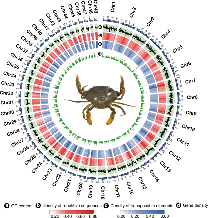 Fig. 1: Genome assembly of S. paramamosain.