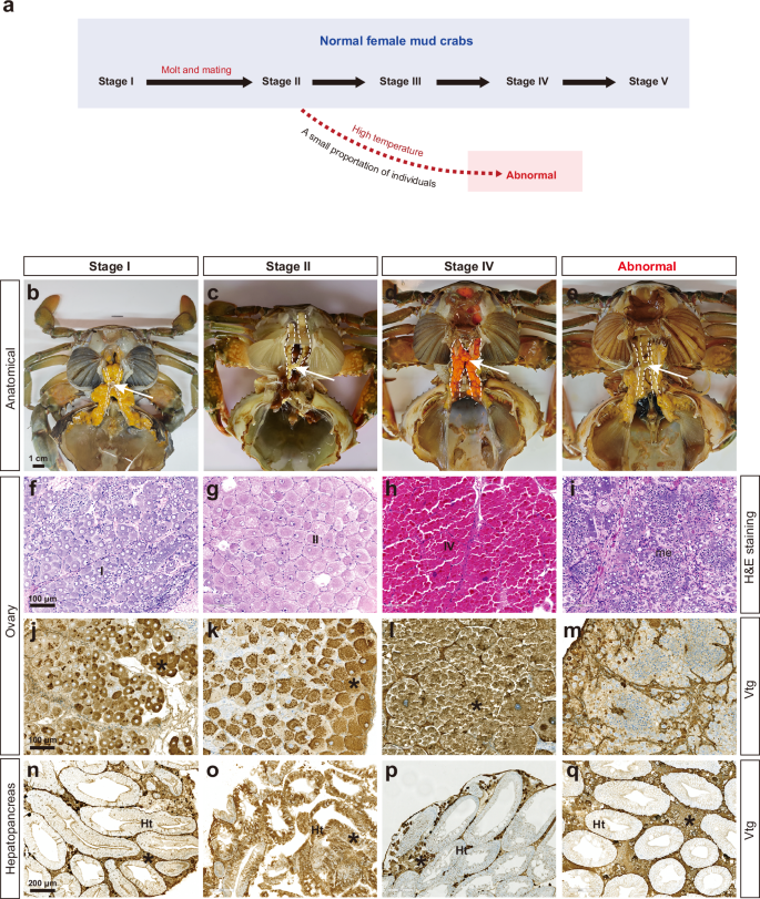 Fig. 2: Phenotypic features of normal mud crabs at stage I, stage II, and stage IV as well as “abnormal” crabs.