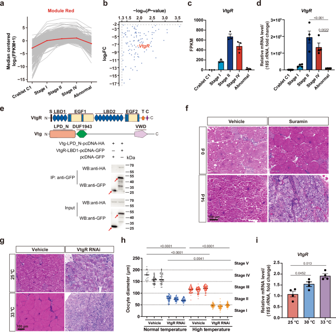 Fig. 3: Deficiency in VtgR production leads to the formation of “abnormal” crabs.