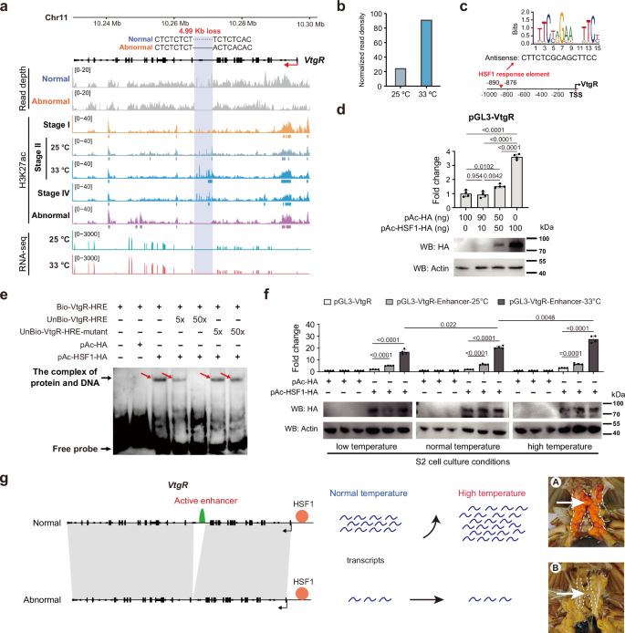 Fig. 4: VtgR-mediated heat stress response mechanism of vitellogenic oocyte formation in mud crabs.